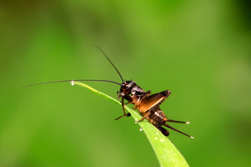 Gryllus larvae on plant