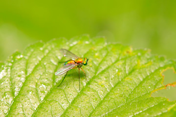 Dolichopodidae insect on plant