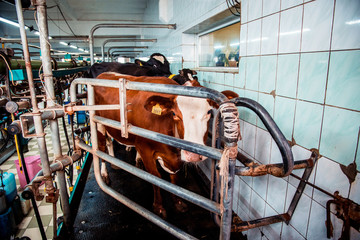 Big cow in the milking hall at the modern farm in the cattle breeding complex