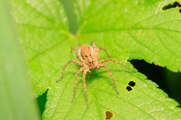 Spiders on plant