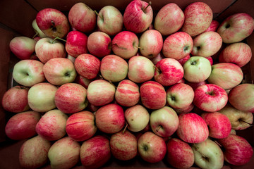 A large number of apples in a cardboard box. Texture (plural, crop, sales, choice - concept)