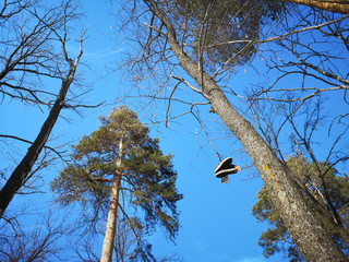 Old shoes hanging on a rope on a pine branch in Russia