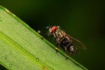 Tachinidae on plant