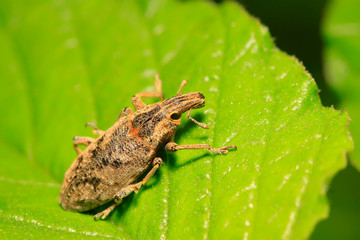 weevil on plant