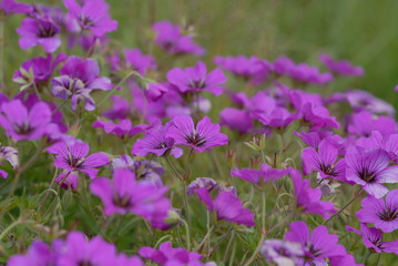 purple flowers in the garden, Cranesbill geranium