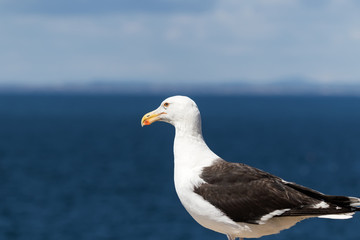 Great Black-backed Gull (Larus marinus)