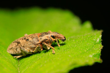 weevil on plant