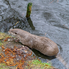 Otter climbs the slippery shore of a pond