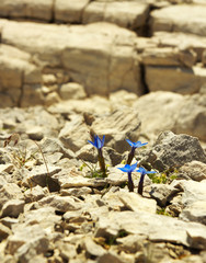 Blue gentians growing on the limestone
