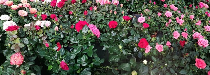 Fiori e piante di rosa al mercato, Flowers and rose plants at the market