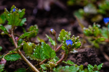 The first spring flowers.