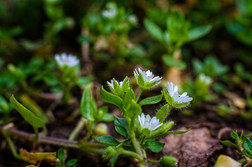 The first spring flowers.