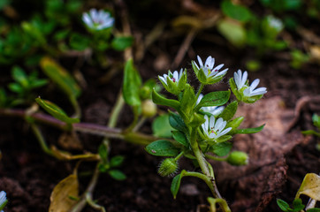 The first spring flowers.