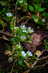 The first spring flowers.