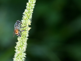 working bee looking some food to cook honey on flower