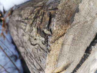 Broken logs under the snow in the winter landscape in Russia