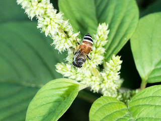 working bee looking some food to cook honey on flower