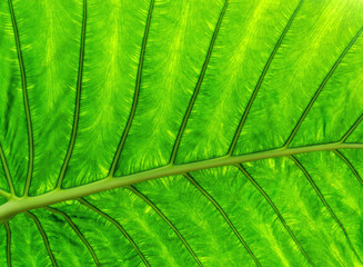 Tropical jungle leaf leaves green beauty of nature