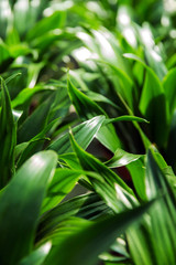 Obraz premium Tropical jungle leaf leaves Nature spring concept background.