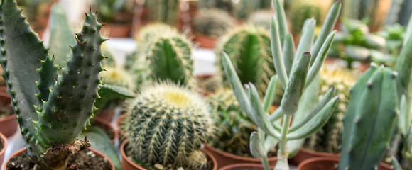 Cactus green collection in small flowerpots