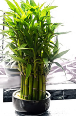 Bamboo green trees tropical