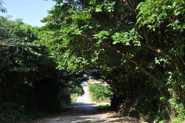 小浜島