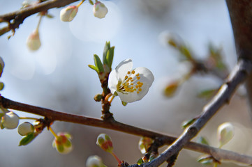 spring white cherry blossoms