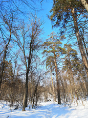 Winter Russian forest landscape with trees in early spring, melting snow