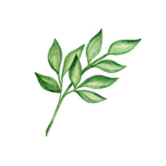 watercolor branch with leaves