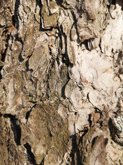 Texture of pine bark closeup in March in daylight