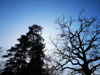 Obraz na płótnie Canvas Bare branches of a dark tree against a blue sky in winter