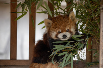 レッサーパンダ