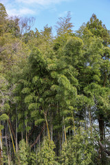Fototapeta premium 京都ぶらり、春の花