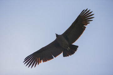 Majestic condor flying over you in Colca Canyon, Chivay, Peru