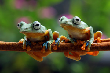 Tree frog, Flying frog on branch