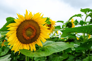 Sunflower field with cloudy sky. Nature background.