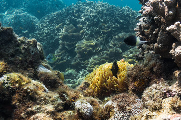 Blue ocean, colorful tropical coral reef and school of reef fish. Snorkeling on the tropical reef. Underwater paradise seascape.