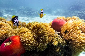 Keuken spatwand met foto Blauwe oceaan, kleurrijk tropisch koraalrif en school rifvissen. Snorkelen op het tropische rif. Onderwater paradijs zeegezicht. © Svetlin