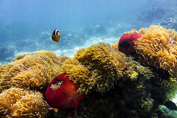 Blue ocean, colorful tropical coral reef and school of reef fish. Snorkeling on the tropical reef....