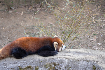 レッサーパンダ