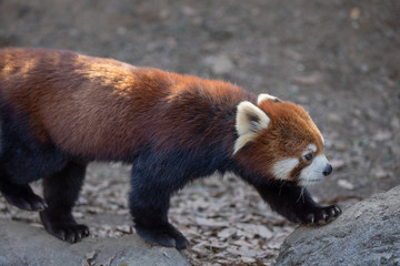 レッサーパンダ