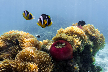 Blue ocean, colorful tropical coral reef and school of reef fish. Snorkeling on the tropical reef....