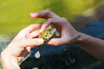 Playing with a little turtle