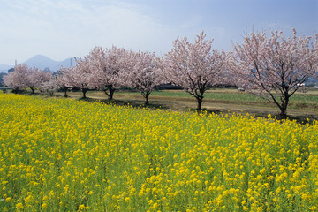 Obraz premium Rape and Harumeki cherry blossoms - 菜の花と春めき桜