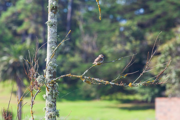 Birds Around Hamilton Lake