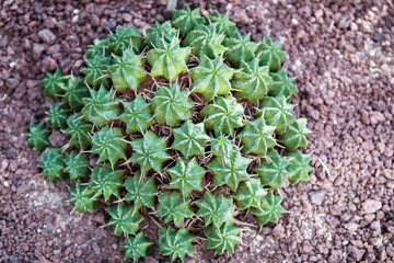 Small cactus from above