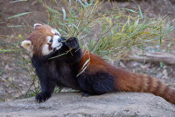 レッサーパンダ
