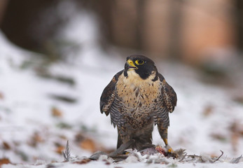 Detailed view of a falkon in the winter forest with feathers of prey