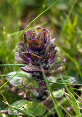 Plante montagnarde à Longevilles-Mont-d'Or, France