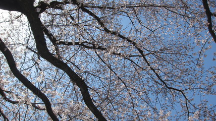 桜を下から at 愛川 - 坂本青少年広場